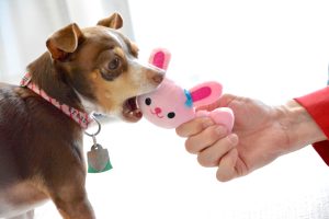 educar a un cachorro