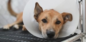 Seguro veterinario