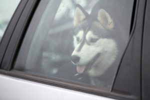 llevar a tu perro en coche